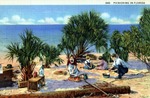 Picnicking in Florida by Hampton Dunn