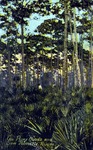 The Piney woods and saw palmettos, Florida by Hampton Dunn