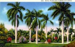 Royal palms and flowers in Florida by Hampton Dunn