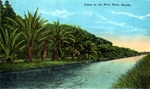 Palms on a River Bank by Hampton Dunn