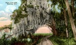 Royal Arch Oak, Daytona, Florida by Hampton Dunn