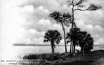 palmetto and pine on the Halifax, Ormond, Daytona, Florida by Hampton Dunn