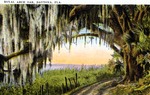 Royal Arch Oak, Daytona, Florida by Hampton Dunn