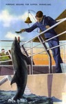 Porpoise begging for supper, Marineland by Hampton Dunn