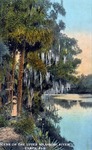 Scene on the upper Hillsboro River, Tampa, Florida by Hampton Dunn
