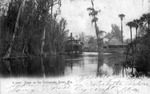 Scene on the Ocklawaha River, Florida by Hampton Dunn
