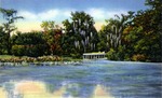 Seeing beautiful Silver Springs through glass bottom boats, Silver Springs, Florida by Hampton Dunn