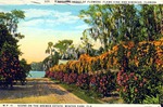 Scene on the Brewster Estate, Winter Park, Florida by Hampton Dunn