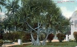 screw pine, Palm Beach, Florida by Hampton Dunn