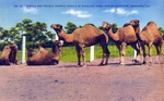 Single and double humped camels at Ringling Bros. winter quarters, Sarasota, Fla by Hampton Dunn