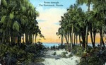 Scene through the Hammock, Florida by Hampton Dunn