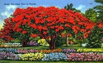 Royal poinciana tree in Florida by Hampton Dunn