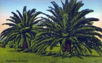 Sago palms in Florida by Hampton Dunn