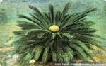 Sago palm (female bloom), Florida by Hampton Dunn