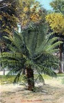 Sago palm, Florida by Hampton Dunn