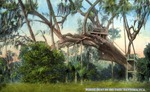 Rustic seat in Big Tree, Daytona, Florida by Hampton Dunn