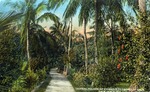 Tropical foliage at entrance to Garden of Eden, Palm Beach, Florida by Hampton Dunn