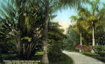 Tropical foliage and travelers palm, Garden of Eden, Palm Beach, Florida by Hampton Dunn