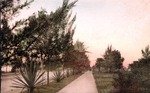 Walk in City Park to the Pier, St. Petersburg, Florida by Hampton Dunn