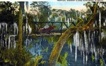 Tropical scenery along auto road, Florida by Hampton Dunn