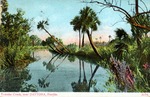 Tomaka Creek near Daytona, Florida by Hampton Dunn