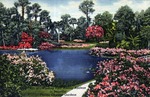 Winding path among azaleas in beautiful Florida Cypress Gardens