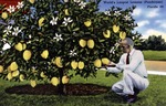 World's largest lemons (Ponderosa), Florida