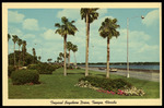 Tropical Bayshore Drive, Tampa, Florida