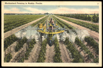 Mechanized Farming in Ruskin, Florida by Hampton Dunn