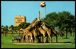 Giraffes and Zebras