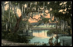 The Stream from Sulphur Springs, Tampa, Florida by Hampton Dunn