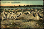 Hatching Time on Pelican Island, Florida