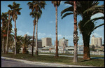 Palm Trees with the Tampa Skyline in the Background by Hampton Dunn