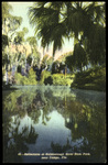 Reflections at Hillsborough River State Park near Tampa, Florida by Hampton Dunn