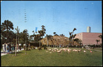 A Flock of Flamingos by Hampton Dunn