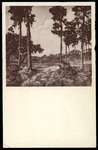 Florida Scrubland by Hampton Dunn