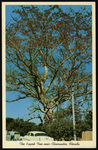 The Kapoc Tree Near Clearwater, Florida by Hampton Dunn