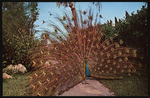 Chang the Singing Peacock, Tiki Gardens, Indian Rocks Beach, Florida by Hampton Dunn