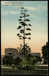 Century Plant in Bloom, Near St. Petersburg, Florida by Hampton Dunn