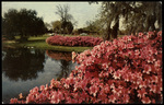 Azaleas in Bloom at Sylvan Abbey Between Clearwater and Safety Harbor, Florida by Hampton Dunn
