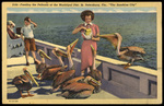 Feeding the Pelicans at the Municipal Pier, St. Petersburg, Florida , the Sunshine City by Hampton Dunn
