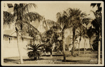Belleview Hotel, Belleair, Florida by Hampton Dunn