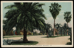 West Drive, The Belleview, Belleair, Florida by Hampton Dunn