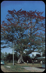 The Kapok Tree by Hampton Dunn
