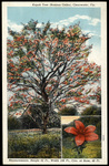 Kapok Tree (Bombas Ceiba), Clearwater, Florida by Hampton Dunn
