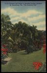 Flowers and Palms in Beautiful Sunken Gardens, St. Petersburg, Florida by Hampton Dunn