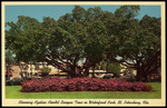 Blooming Azaleas Amidst Banyan Trees in Waterfront Park, St. Petersburg, Florida by Hampton Dunn
