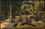 The Peacock Farm, St. Petersburg, Florida by Hampton Dunn