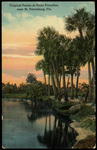 Tropical Palms at Point Pinellas, Near St. Petersburg, Florida by Hampton Dunn