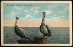 Mr. and Mrs. Pelican, St. Petersburg, Florida by Hampton Dunn